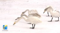 雪后邂逅荣成大天鹅 有游客特意打“飞的”来拍照