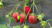31秒|枣庄冬草莓新鲜上市，每斤最低30元价格挺很“土豪”