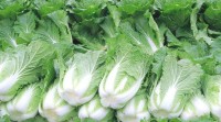1月30日山东省居民消费品价格开始下降 大白菜均价1.921元