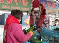 加紧采摘！无偿捐赠！山东南菜园蔬菜交易市场捐赠100吨蔬菜驰援武汉