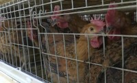 29秒 | 泰安肥城畜牧企业复产复工！黄羽肉鸡每天供应6万多只