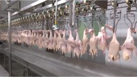 34秒丨泰安一企业尽量最大化生产 保障周边生鲜鸭肉供应