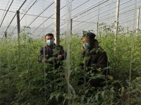 枣庄峄城农技人员深入田间地头 开展蔬菜大棚种植指导