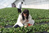 草莓采摘可以预约啦！临沂郯城万亩大棚草莓迎来收获期