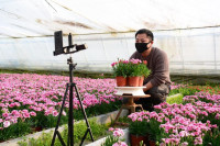 临沂郯城花农“视频直播”卖花 每天能卖出2000多单