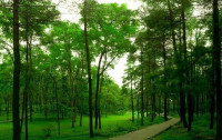 东营确定2020国土绿化行动方案 将造林62000亩