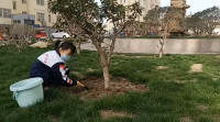 75秒丨浇水、培土、办手抄报 金乡小学生们力所能及为城市“植树护绿”
