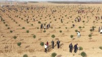 濱州惠民組織500名機關干部植樹造林