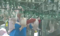 央视《新闻直播间》：青岛即墨组建保供物流专用车队 保障禽肉市场供应