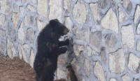 Vlog | 菏泽巨野白虎山动物园的动物们“复工”了！  黑熊开心到蹦迪