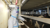 在全国首次使用种牛进境扫描通道 3347头新西兰优质种牛在东营通关