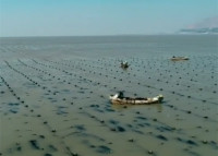 央视《新闻联播》：山东荣成2万多亩裙带菜进入海上收获季节