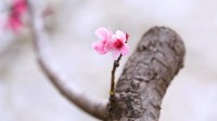 高校云赏花｜柳枝吐心绿 鲜花次第开 春天最美的样子在淄博师专