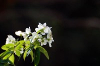 祭奠，是為了更好地前行！4月4日全國將向抗擊疫情逝者默哀3分鐘