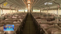 潍坊诸城提升智能化水平 促进生猪养殖转型升级
