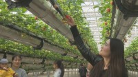 49秒｜体验高端“智慧农业” 临沂这里藏有一处“空中草莓园”