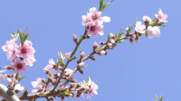 潍坊全市花卉面积达到13万亩 五大类3000多个品种