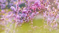 高校云赏花丨山东协和学院的满园春色已发送，请接收！