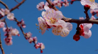 27秒丨濱州無棣400余畝杏花競相開放 游人花海踏浪賞美景