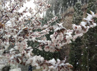 春日赏雪！济南南部山区下雪啦