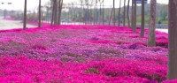这就是山东丨芝樱盛放！为新泰“织”起梦境般的粉色地毯