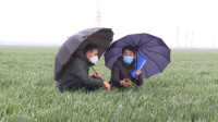 25秒丨东营：春雨贵如油 防治病虫害正当时
