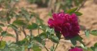 这就是山东丨姹紫嫣红总是春 枣庄滕州600多亩牡丹花正浓