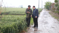 26秒丨降雨易于小麦条锈病传播 东营专家组冒雨指导防治
