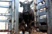 近年最大一批！4403头新西兰种牛于青岛口岸通关进境