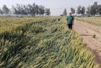 5000余亩小麦倒伏 济宁金乡鸡黍镇快速行动降损失