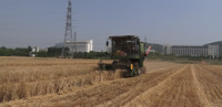 枣庄市中区12万亩小麦喜开镰