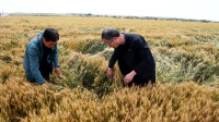 25秒丨部分小麦倒伏 东营农技专家指导农户生产补救