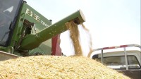 临沂郯城小麦熟了，48秒视频带你看机械化收割现场