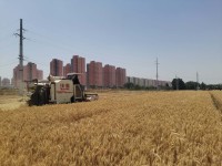 三夏快讯丨济南市小麦种植面积330.1万亩 已收获12.12万亩