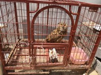 济南村民家中家鸽引来一只鹰 一查还是国家二级保护动物