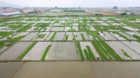 44秒丨夏日田間耕作忙 航拍煙臺海陽800畝水稻插秧