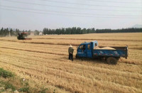 济南一村干部虚报小麦种植面积486余亩冒领补贴获刑