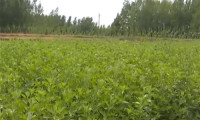 99秒丨滨州阳信：一根根翠绿的艾草 带动当地村民脱贫致富