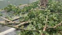 38秒｜骤风急雨摧倒大树 济南绿化工作人员冒雨两个多小时清理现场