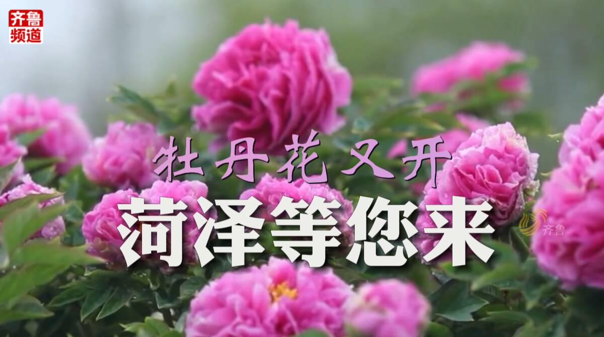 菏泽牡丹花怎么种植的