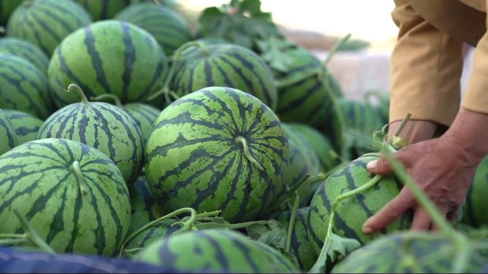 菏泽东明:文旅融合助力西瓜产业发展