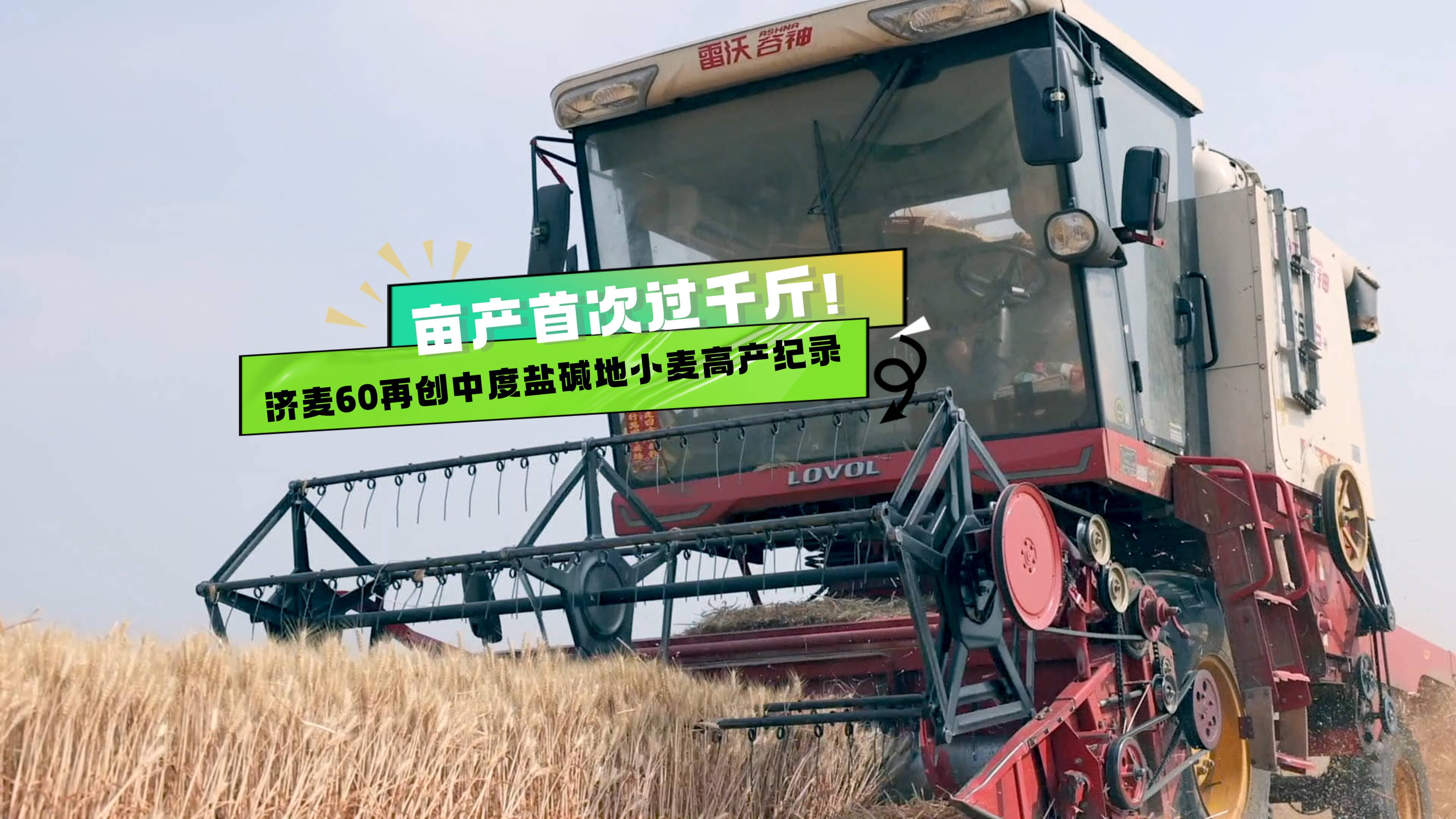 亩产首次过千斤!济麦60再创中度盐碱地小麦高产纪录