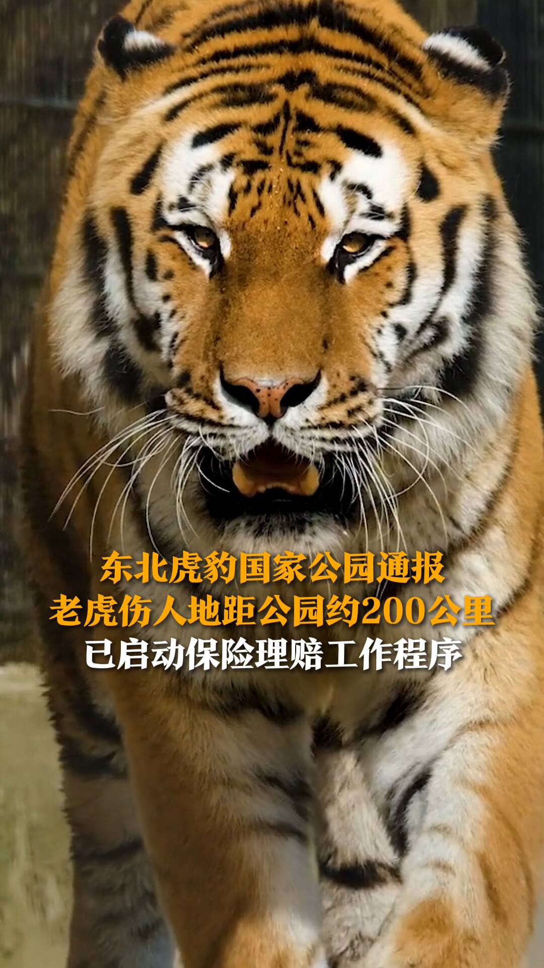 东北虎豹国家公园通报 老虎伤人地距公园约200公里 已启动保险理赔