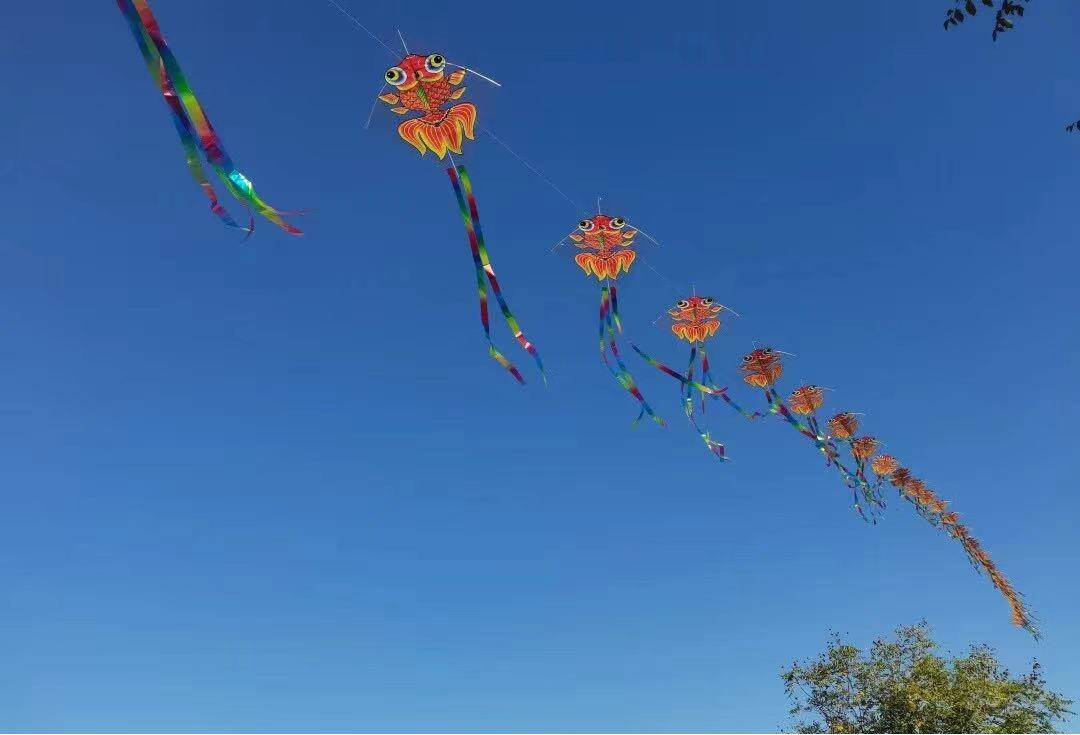 山东省第十一届全民健身运动会风筝比赛在新泰圆满落幕