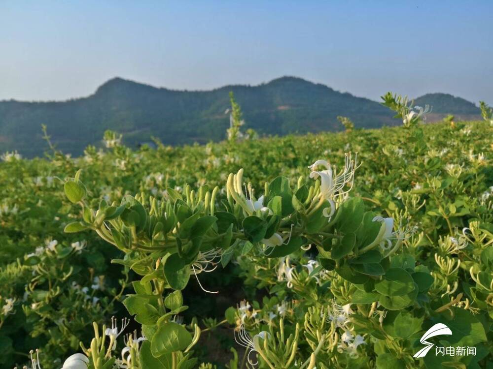 保利药业投资建设的中国(平邑)金银花健康产业园项目被列为2019年省级