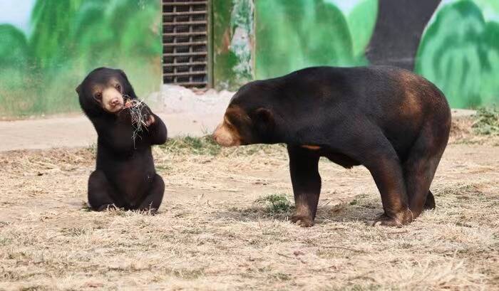 济野再添新丁成功自主繁育珍稀动物马来熊