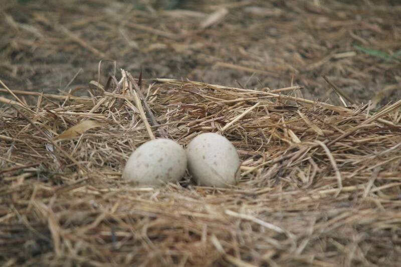 目前已经有16只蛋孵化结束,12只小丹顶鹤成活,成活率达75%.