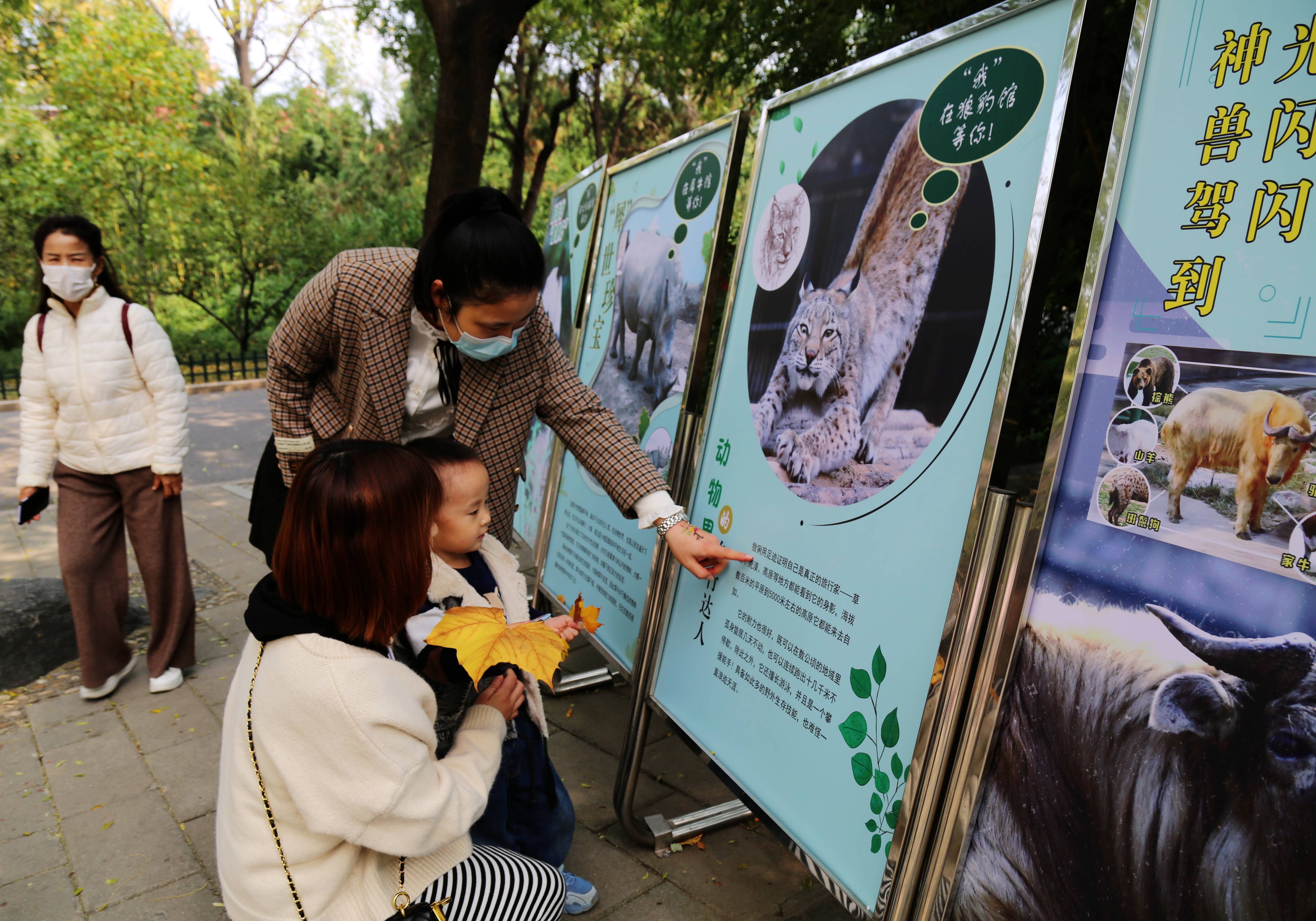 国际熊猫日济南动物园开展系列主题活动