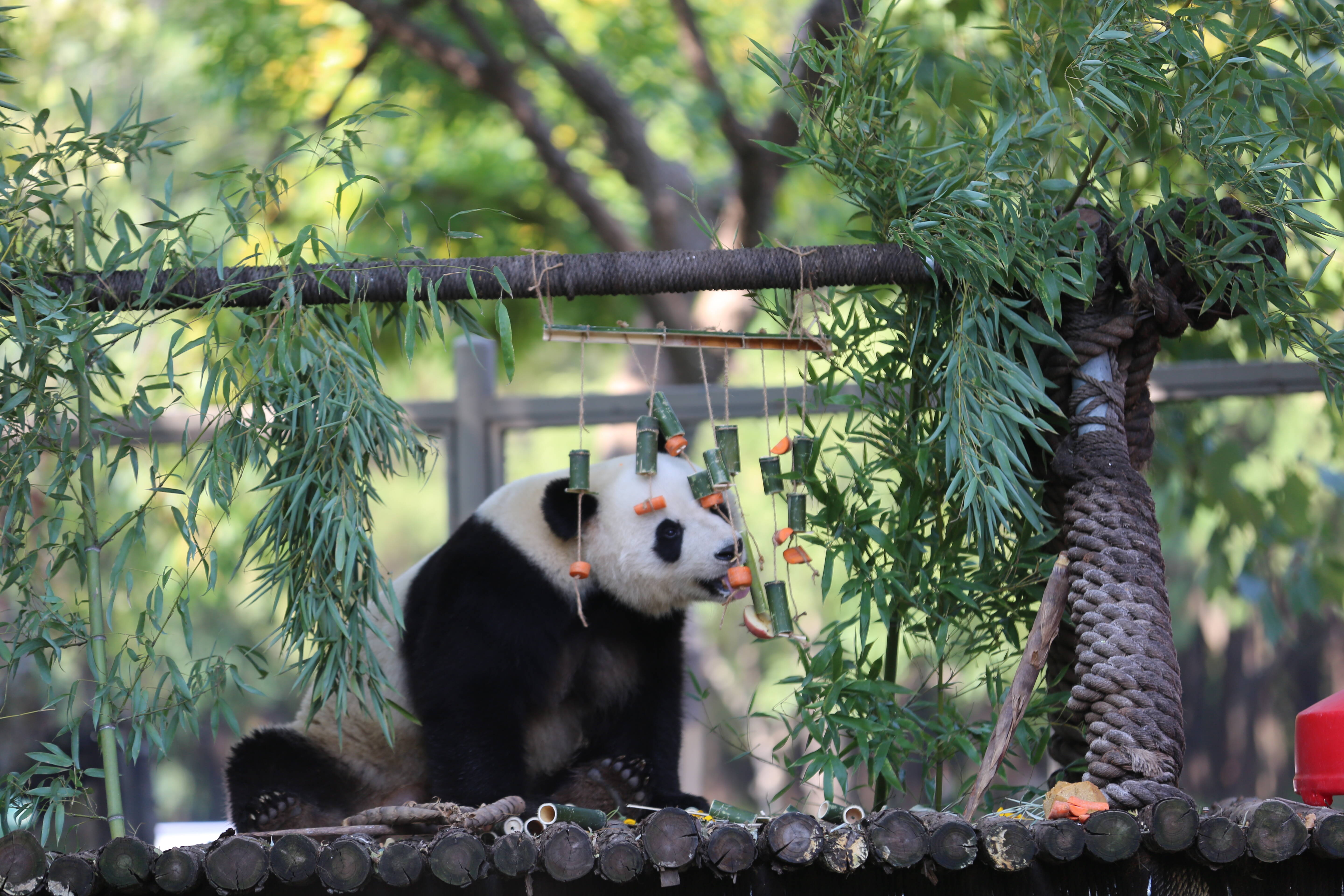 国际熊猫日济南动物园开展系列主题活动