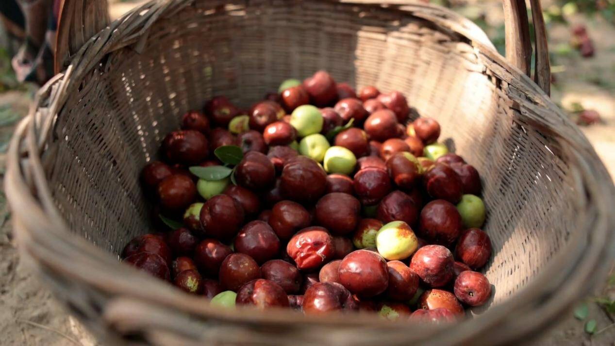 菏泽巨野秋枣迎丰收致富好钱景